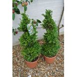 A pair of spiral twist Buxus plants