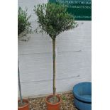 An olive tree approx 5ft high