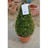 A Buxus pyramid plant