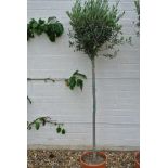 An olive tree approx 5ft high