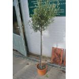 An olive tree - Height 170cm