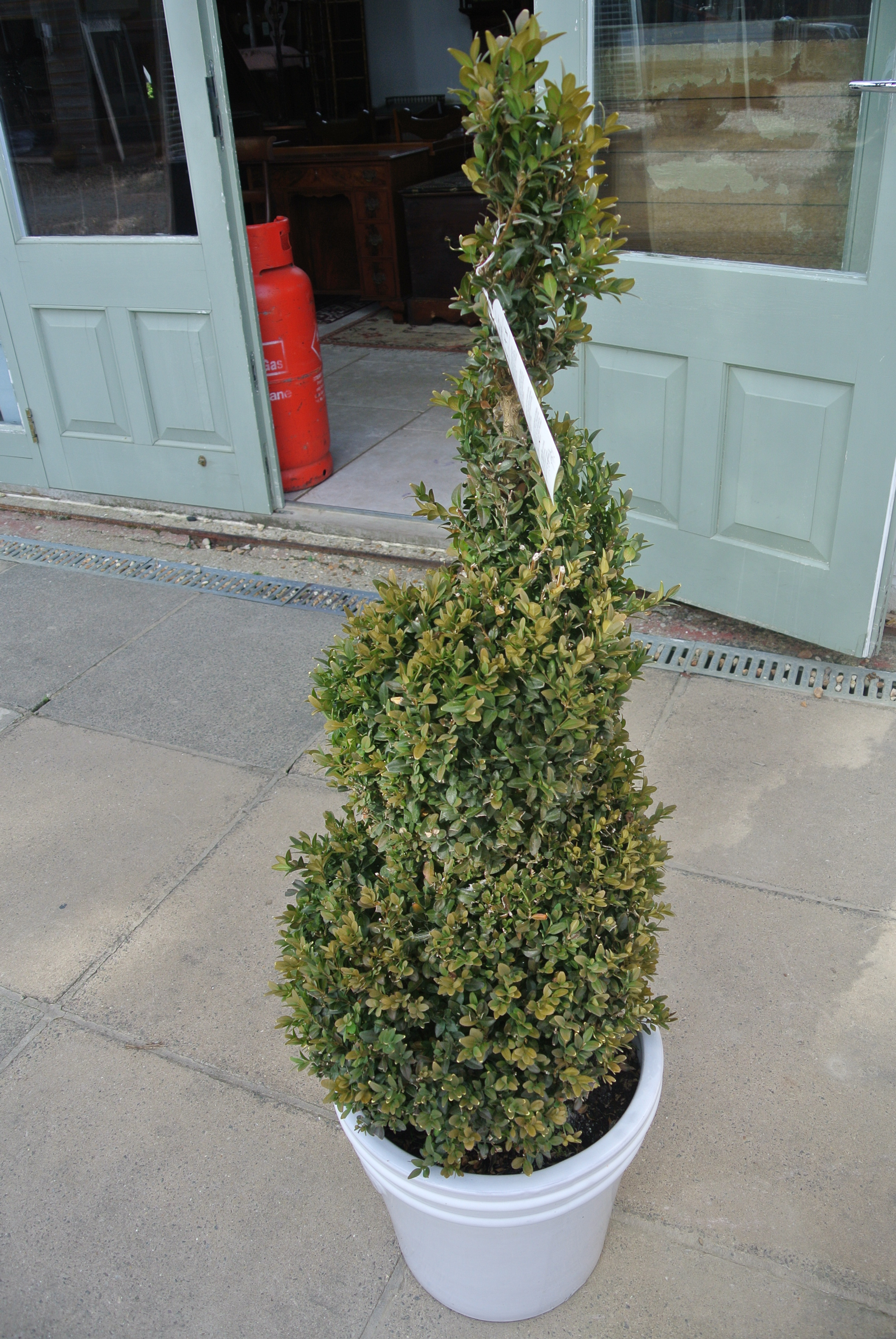 A spiral twist Buxus plant in a beige pot - Height 120cm