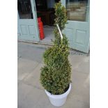 A spiral twist Buxus plant in a beige pot - Height 120cm