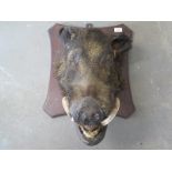 A large boar's head mounted on an oak board - circa 1890 - in rough condition for age