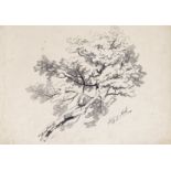 Edward Lear (1812-1888) Study of Ash Signed, titled and dated 1837 Pencil, unframed 25.25 x 36.75cm;