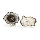 Two polished petrified wood specimens, north America, of cross-section, each with a label, one