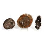 Three polished petrified wood specimens, north America, of cross-section, one with a paper label