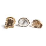 Three small polished petrified wood specimens, north America, of cross-section, one with a paper