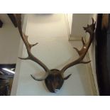 A late 19th century set of mounted antlers on timber board, 60cm max