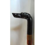 Exquisite novelty poachers shooting stick, with carved horn dog / hound head handle and malacca cane