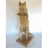Taxidermy interest - a fox stood on his hind legs upon a stepped square wooden plinth, 87 cm high