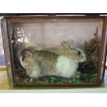 Taxidermy Interest - Cased study of a recumbent bunny rabbit, the case 32cm high by 54cm wide