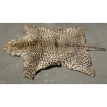 A good antique leopard skin rug with head