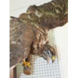 Taxidermy interest - Study of a Buzzard with wings stretched, wall mount in the form of a log