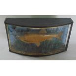 Taxidermy interest - Cooper bow fronted cased taxidermy study of a fish inscribed in gilt writing "