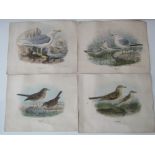 A collection of 19th century coloured lithographic type prints of ornithological subjects after J