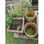 A selection of five weathered terracotta planters of circular and rectangular form, some planted.