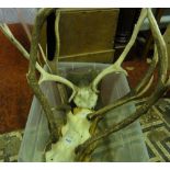 Three bleached stag skulls, antler mounted.