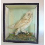 Taxidermy interest - A 19th century cased model of a barn owl amidst foliage.