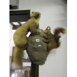 A beech wood stump mounted with a taxidermy red squirrel and pine martin.