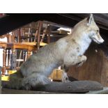 Taxidermy interest - A stuffed and mounted fox in begging pose on timber base.