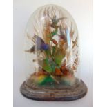 Taxidermy interest - A domed diorama of exotic birds amongst foliage upon a black plinth base, 30 cm