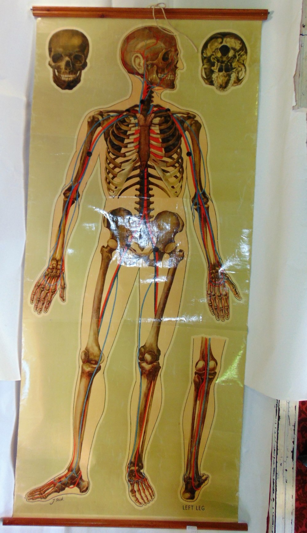 An anatomical print of the human skeleton (about life size) laid on canvas - J Teck