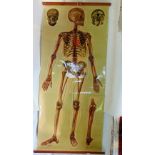 An anatomical print of the human skeleton (about life size) laid on canvas - J Teck