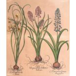 Basilius Besler (Nürnberg 1561 - Nürnberg 1629) Hyacinthus Stellatus Italicus Handkolorierter