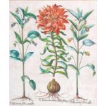 Basilius Besler (Nürnberg 1561 - Nürnberg 1629) Lilium Cruentum flore pleno Handkolorierter