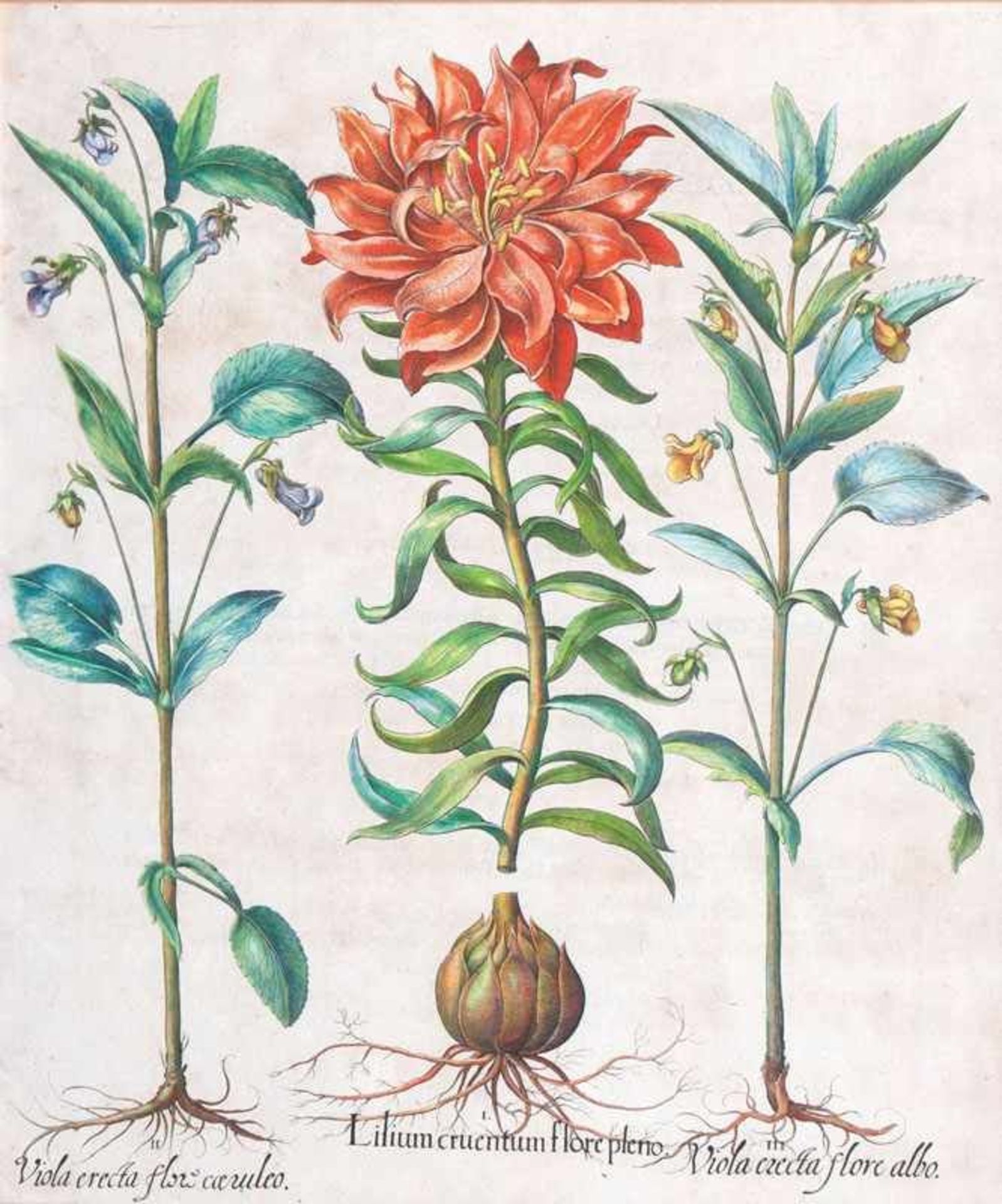 Basilius Besler (Nürnberg 1561 - Nürnberg 1629) Lilium Cruentum flore pleno Handkolorierter