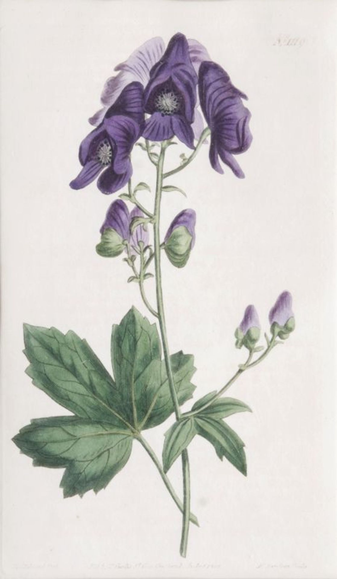 Francis Sansom (London), tätig Ende 18. Jh. Drei botanische Blätter Kupferstiche, handkoloriert, - Bild 3 aus 4