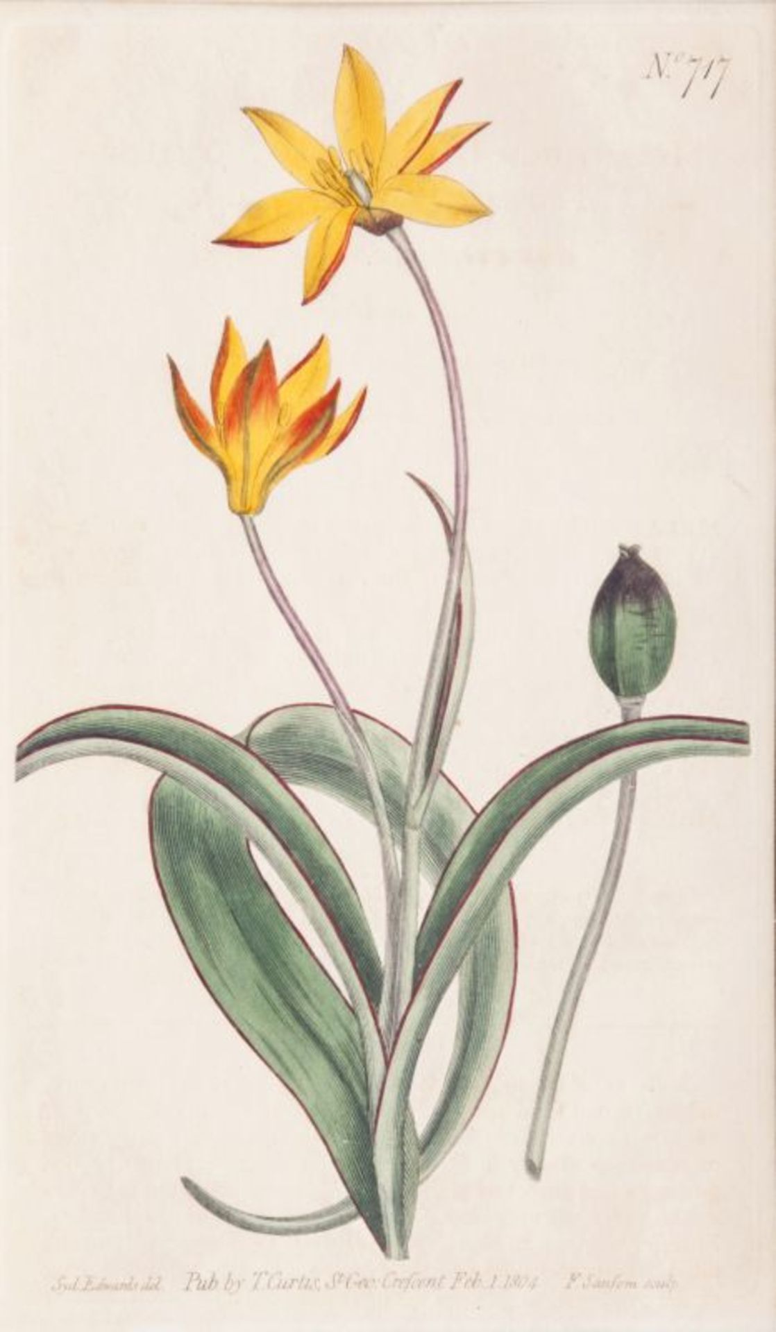 Francis Sansom (London), tätig Ende 18. Jh. Drei botanische Blätter Kupferstiche, handkoloriert,