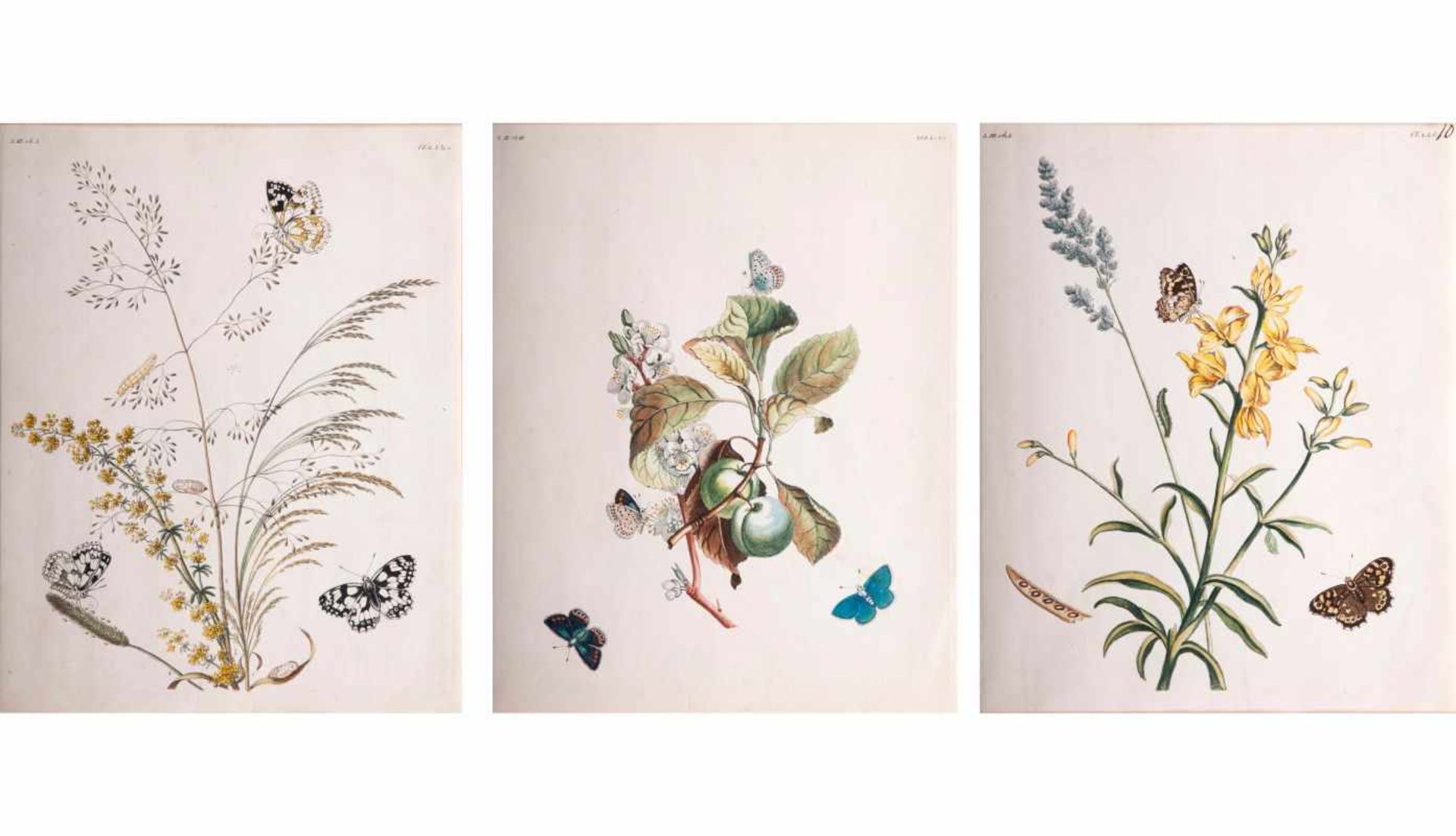 Benjamin Wilkes tätig Mitte 18. Jh. Drei Blätter: Insekten auf Pflanzen Radierungen, - Bild 4 aus 4