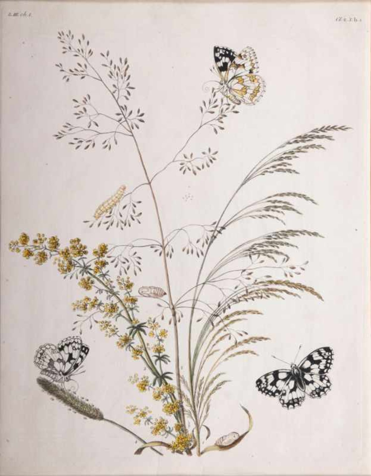 Benjamin Wilkes tätig Mitte 18. Jh. Drei Blätter: Insekten auf Pflanzen Radierungen, - Bild 2 aus 4