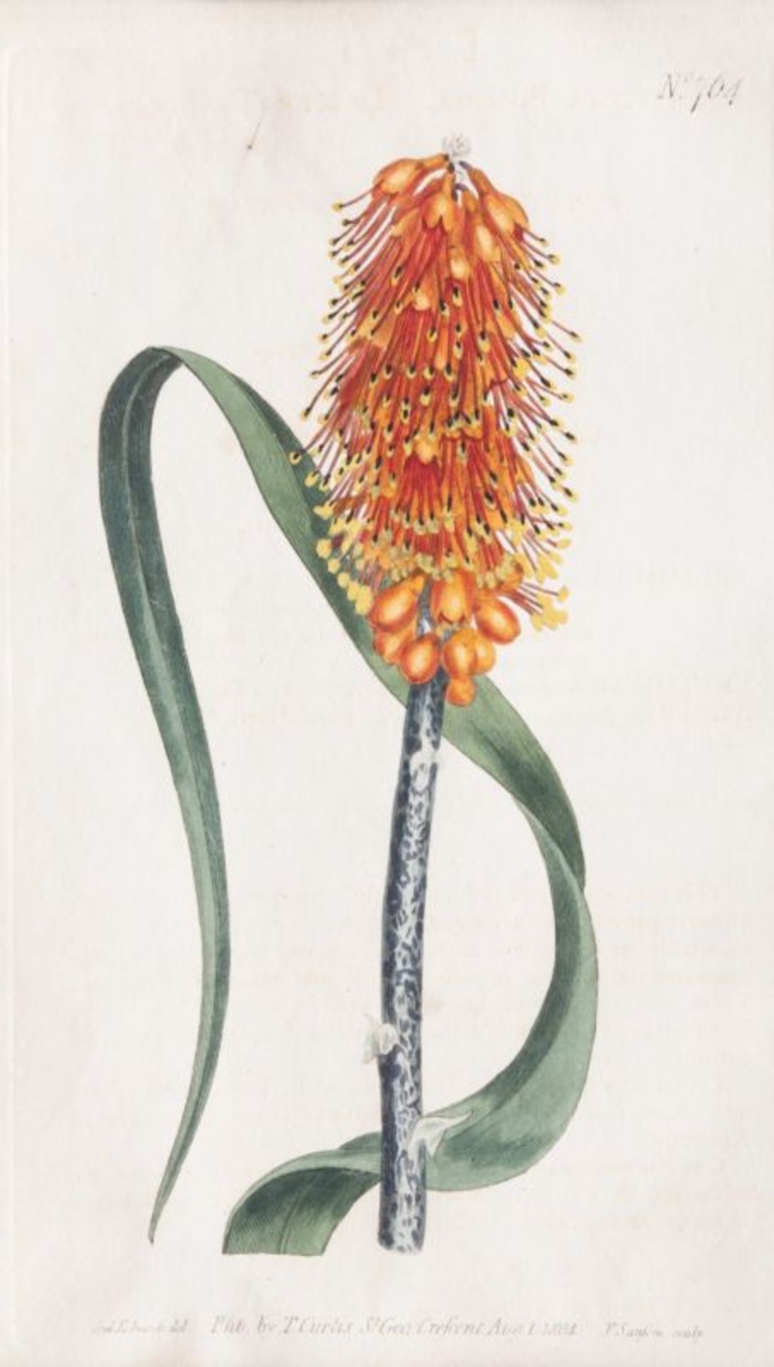 Francis Sansom (London), tätig Ende 18. Jh. Drei botanische Blätter Kupferstiche, handkoloriert, - Bild 2 aus 4
