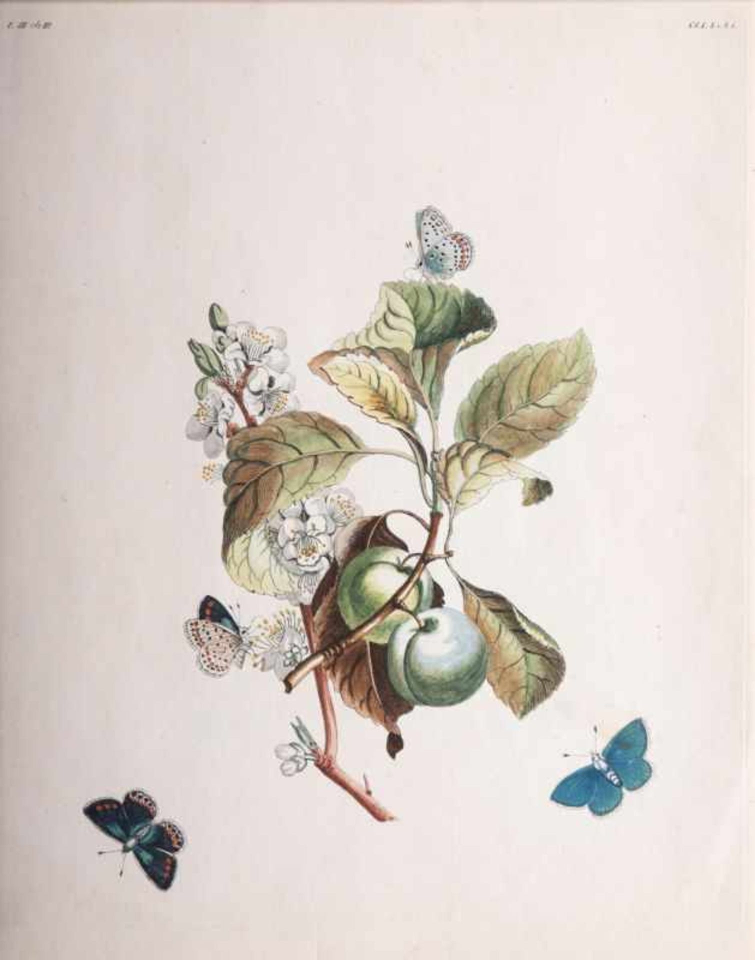 Benjamin Wilkes tätig Mitte 18. Jh. Drei Blätter: Insekten auf Pflanzen Radierungen, - Bild 3 aus 4