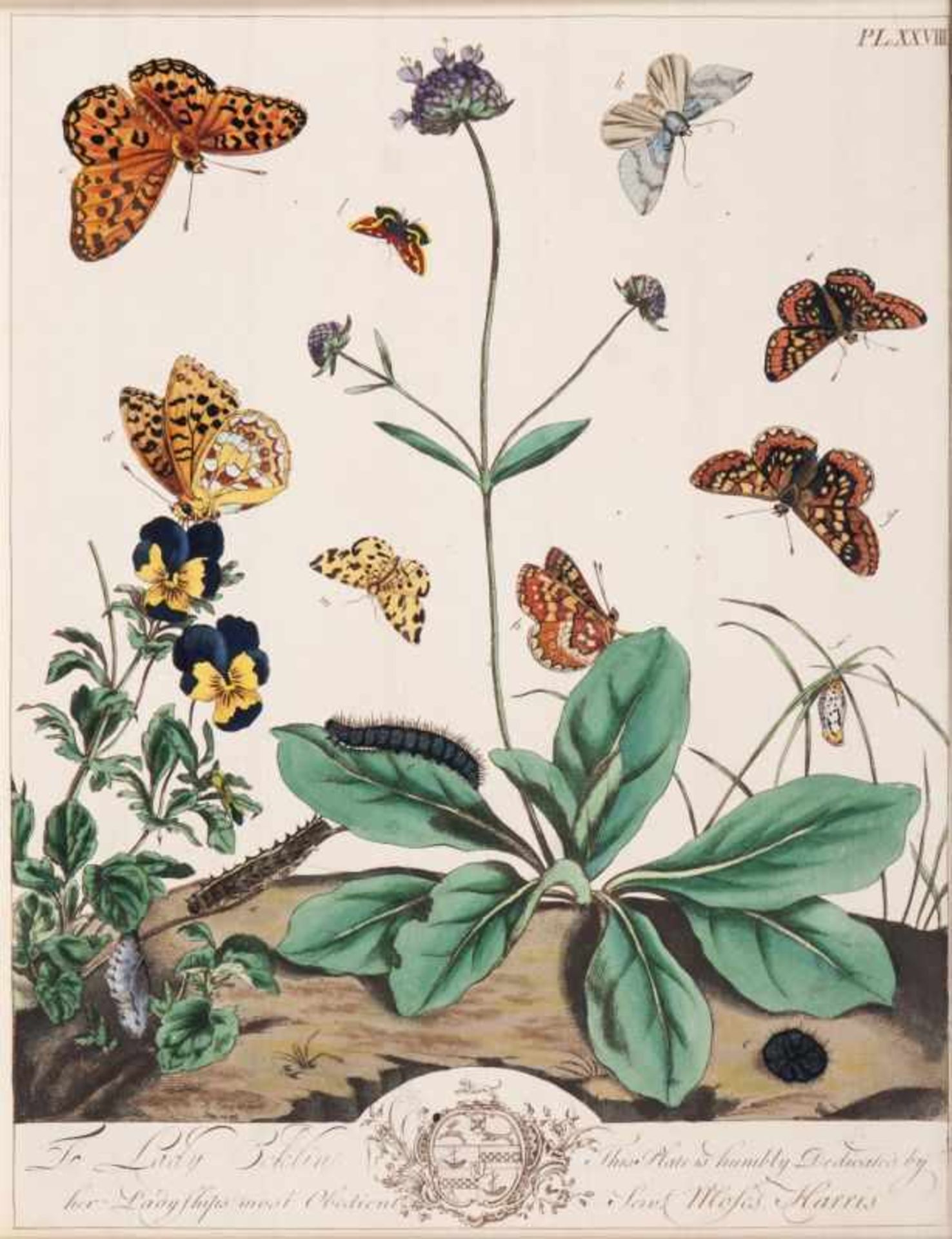 Moses Harris (London 1731 - um 1785) Zwei Blätter mit Insekten und Pflanzen Kupferstich u.