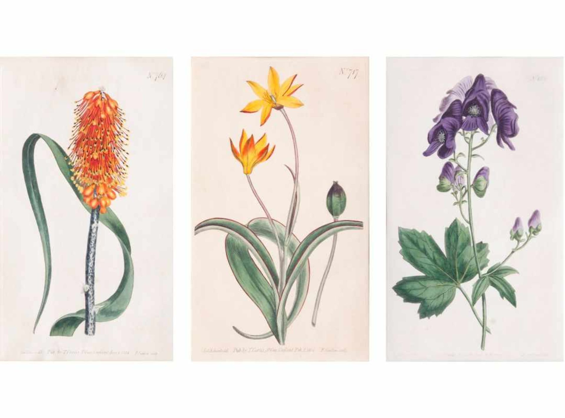 Francis Sansom (London), tätig Ende 18. Jh. Drei botanische Blätter Kupferstiche, handkoloriert, - Bild 4 aus 4