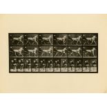 EADWEARD J. MUYBRIDGE [d'apres] - Animal Locomotion: Plate 671