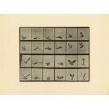 EADWEARD J. MUYBRIDGE [d'apres] - Animal Locomotion: Plate 757