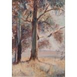 Christopher Tugwell (South African 1938-) BLUEGUM TREES signed oil on board 50 by 35cm