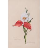 Esme Franklin Hennessy DISA UNIFLORA