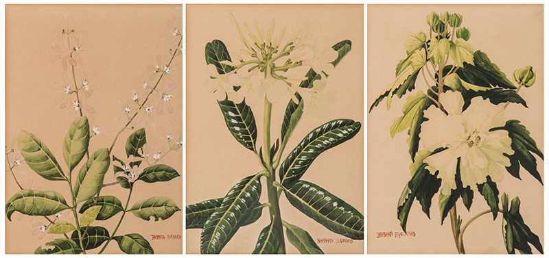 Barbara Everard (British 1910-1990) THREE BOTANICAL STUDIES, three signed watercolour over pencil on