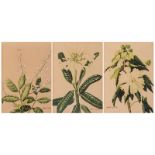 Barbara Everard (British 1910-1990) THREE BOTANICAL STUDIES, three signed watercolour over pencil on