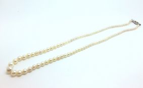 A single row of graduated pearls, measuring 3-7mm, on a white gold clasp