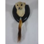 Mounted taxidermy stoat head and tail on shield