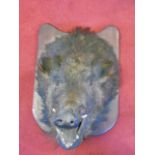 Large taxidermy boars head with 3 tusks