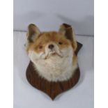 Mounted taxidermy fox head