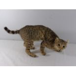 Taxidermy figure of a domestic cat